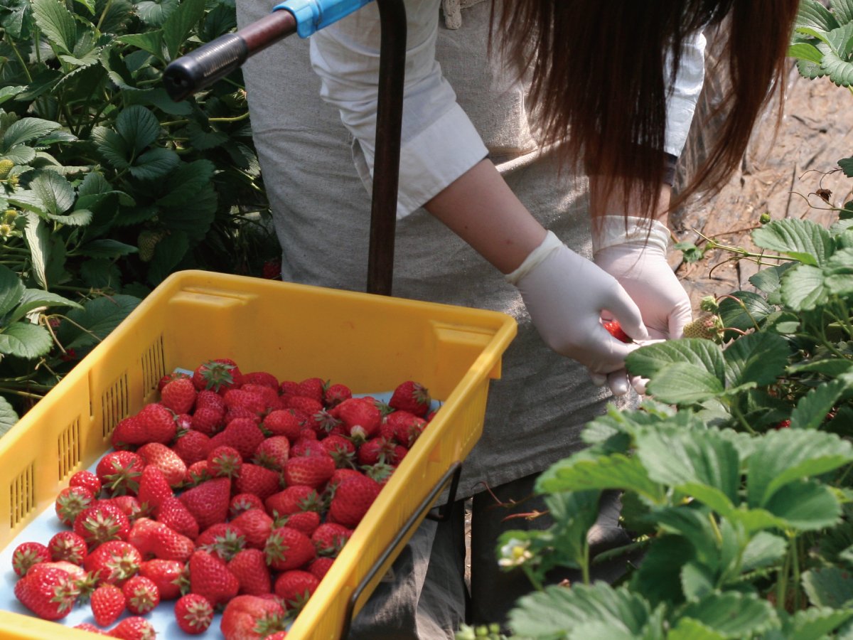 🍓 후카사쿠 농장 (후카사쿠 노엔)